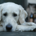 Come trattare la paura del cane per i rumori forti