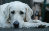 Come trattare la paura del cane per i rumori forti