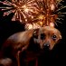 La paura dei fuochi d'artificio dei cani